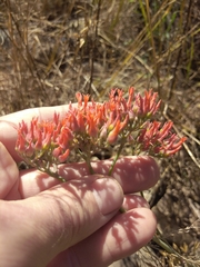 Kalanchoe rotundifolia