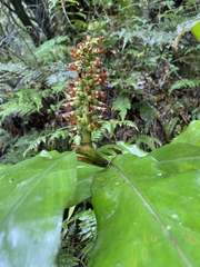 Alpinia japonica