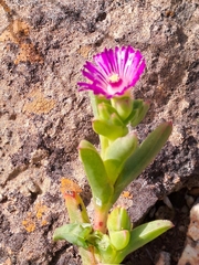 Ruschia diversifolia