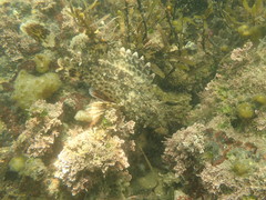 Scorpaena guttata