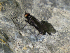 Thereva albovittata