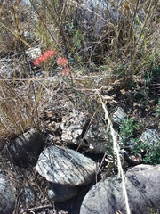 Kalanchoe rotundifolia