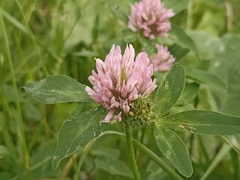 Trifolium pratense