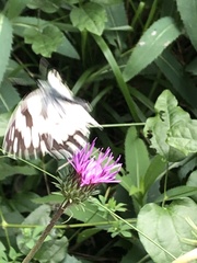 Melanargia galathea