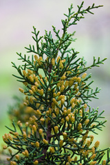 Juniperus californica