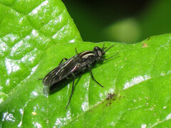 Thereva albovittata