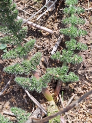 Cynorhiza meifolia