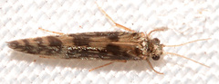 Agraylea multipunctata