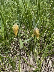 Fritillaria collina