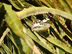 Protogoniomorpha anacardii