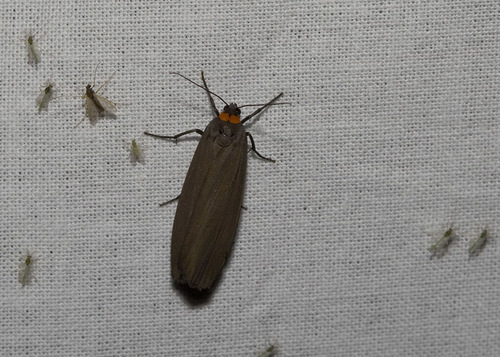 Red-necked Footman, photo 9 of 10