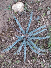 Veltheimia