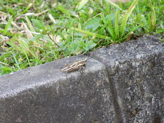 Dictyophorus griseus