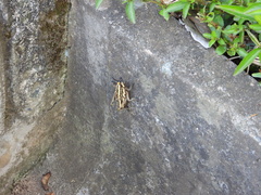 Dictyophorus griseus