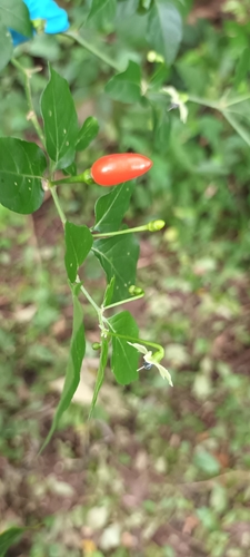Capsicum frutescens
