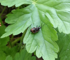 Deraeocoris trifasciatus