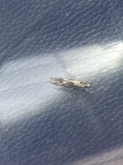Blastodacna hellerella