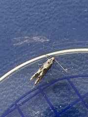 Blastodacna hellerella