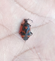 Deraeocoris trifasciatus
