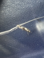 Blastodacna hellerella