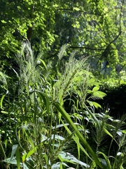Elymus macgregorii