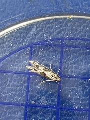 Blastodacna hellerella
