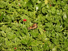 Junonia sophia