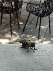 Cuterebra abdominalis