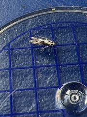 Blastodacna hellerella