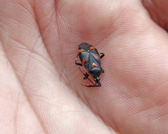 Deraeocoris trifasciatus