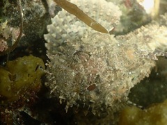 Scorpaena guttata