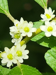 Ilex verticillata