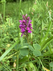 Dactylorhiza purpurella