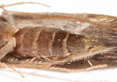 Agraylea multipunctata