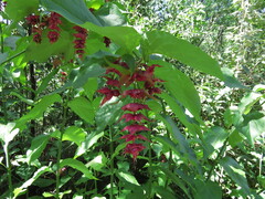 Leycesteria formosa