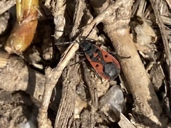 Melanocoryphus tristrami