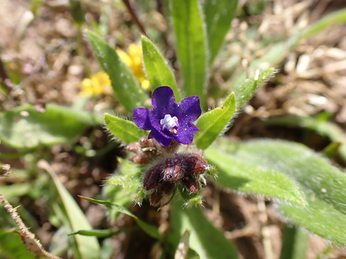 Common bugloss (Anchusa officinalis)