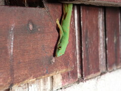 Phelsuma quadriocellata bimaculata