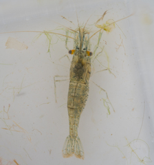 Palaemon vulgaris