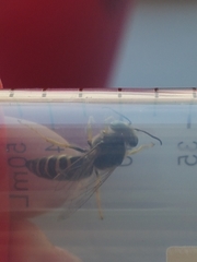 Bembix americana spinolae