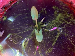 Sagittaria sagittifolia