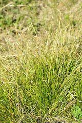 Carex pediformis