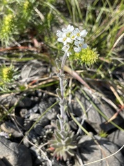 Draba incana