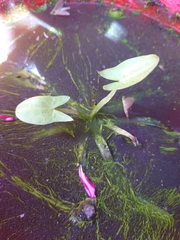 Sagittaria sagittifolia