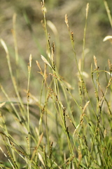 Carex pediformis