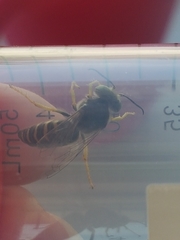 Bembix americana spinolae