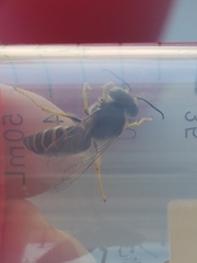 Bembix americana spinolae