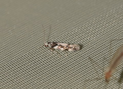 Parachronistis albiceps