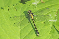 Hylogomphus adelphus