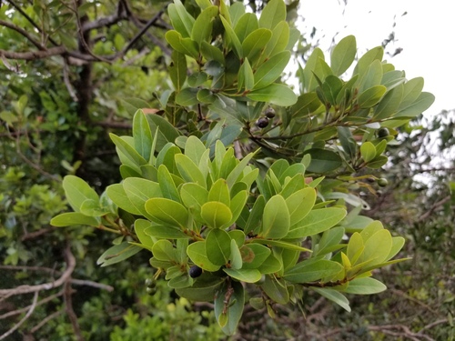 Cryptocarya leptospermoides observed 2022-04-20